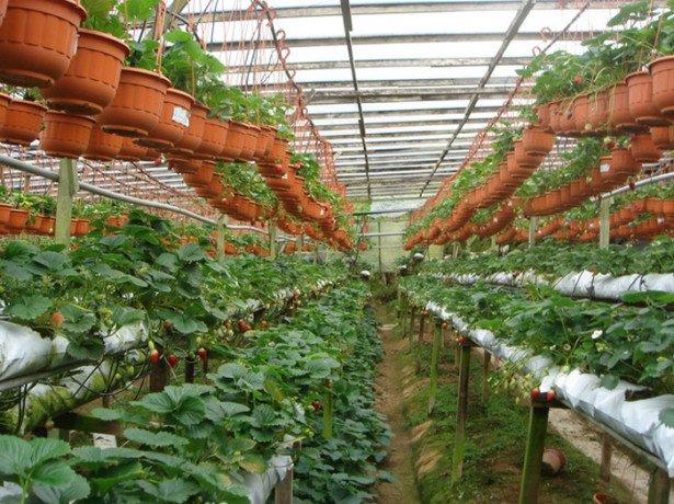 Methode zum Anpflanzen von Erdbeeren