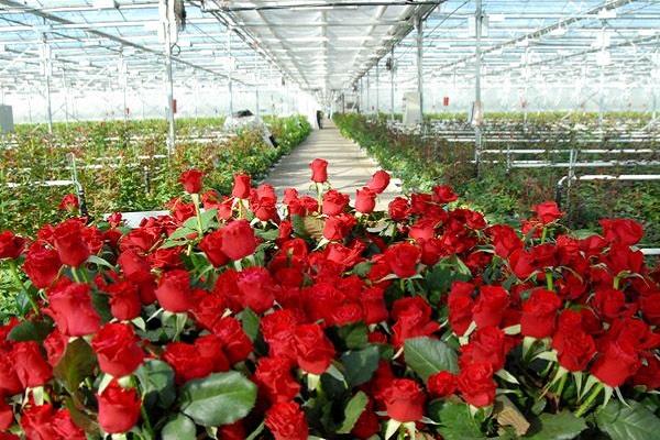 cultivation in greenhouses