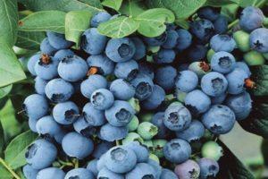 Description and characteristics of the Bluegold blueberry variety, planting rules and care