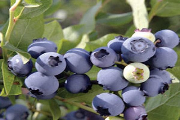 blueberry chandler