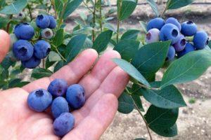 Description of the variety of tall blueberries Chandler, planting and care rules
