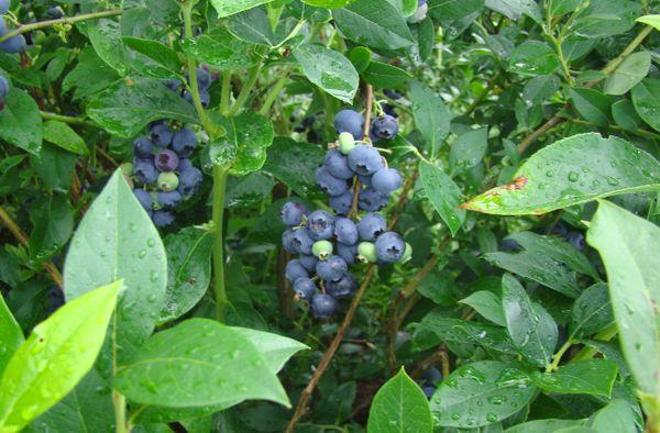 Mėlynių vaisiai