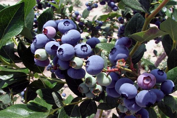 blueberry elizabeth