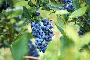 Description and characteristics of the Elizabeth blueberry variety, planting rules and care
