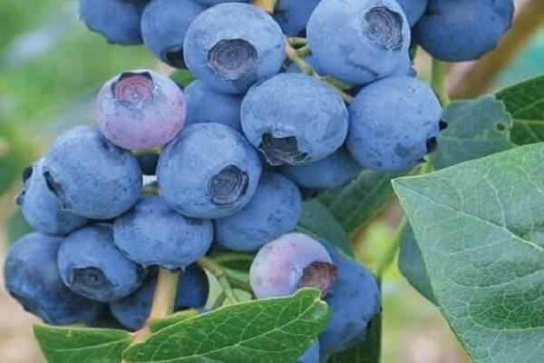 Erliblu blueberries