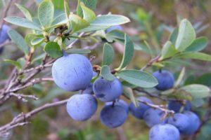Mga katangian at paglalarawan ng Erliblu blueberry, pagtatanim at pangangalaga