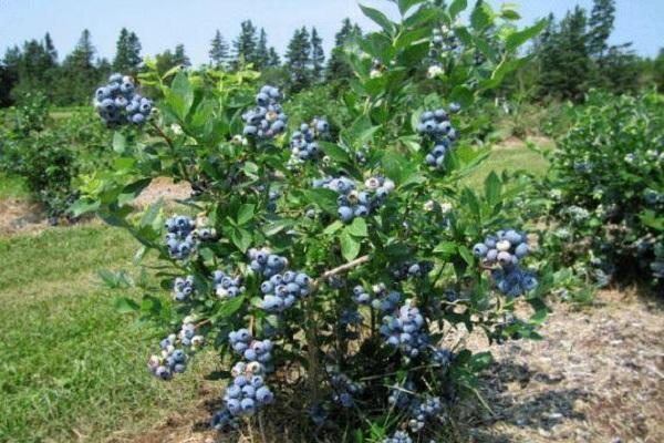 blueberry northland
