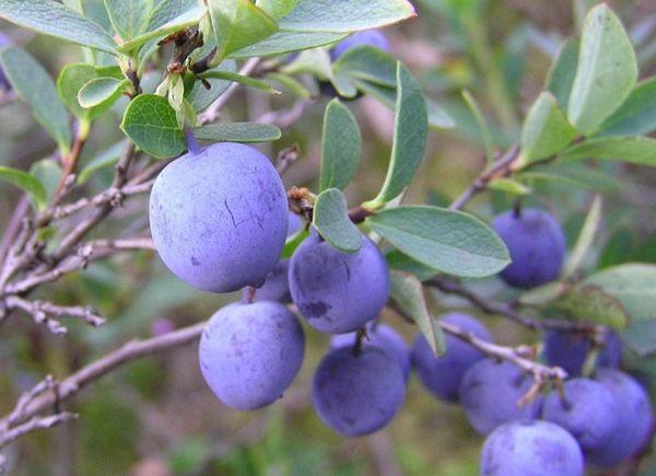 blueberry fruit