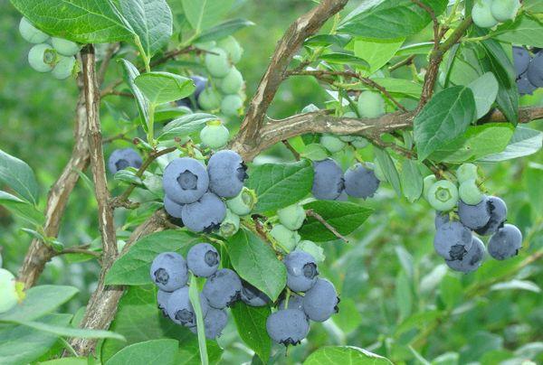 blueberry toro