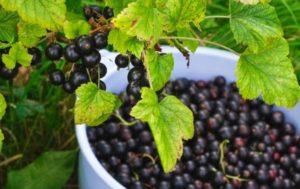 Opis i cechy odmian czarnej porzeczki Perun, sadzenie i pielęgnacja