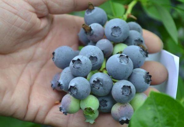 fruiting blueberries