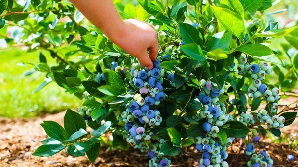blåbærbusk