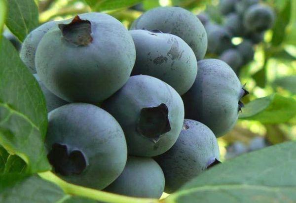 borůvkové ovoce