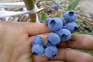 Beskrivning och egenskaper hos Toro-blåbärsorten, planterings- och vårdregler