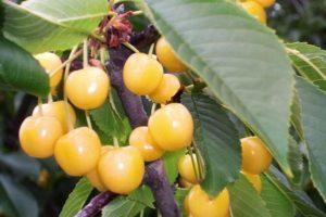 Beskrivning och egenskaper för körsbärsorten Chermashnaya, pollinatorer och odling