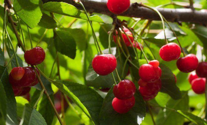 mga cherry sa Urals