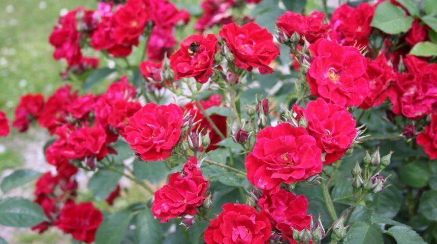 floribunda ruusu
