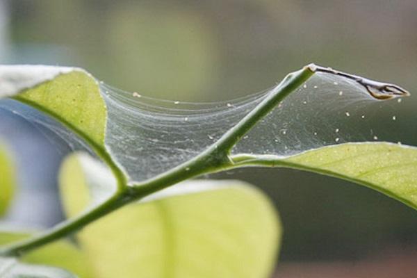 spider webs aphids