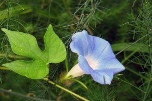 Planting and caring for perennial morning glory, varieties and rules for growing in the open field
