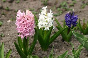 Sådan opbevares hyacintpærer derhjemme, hvornår man skal grave den op, og om det er nødvendigt