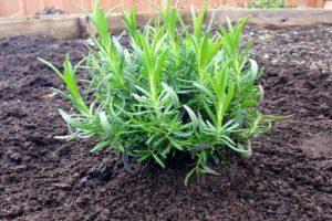 Is it possible to transplant lavender in the fall, when and how best to do it