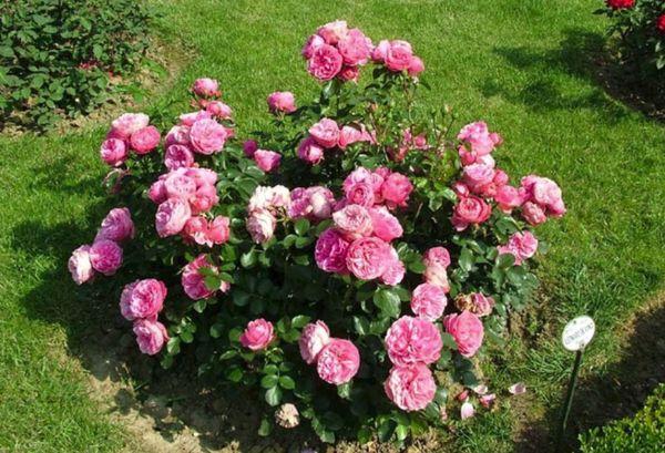 růže v zahradě