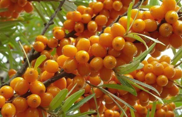 branch with sea buckthorn