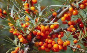 How to properly instill female sea buckthorn on male, timing and methods