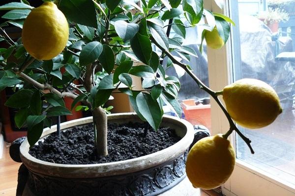 citrus in a pot