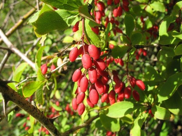 branch of barberry