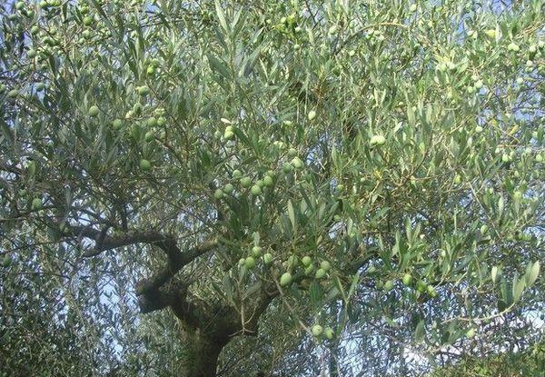 olivovník