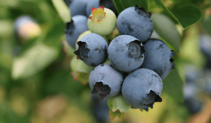 village blueberry