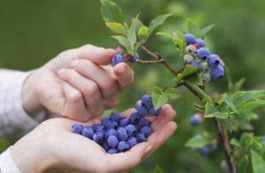 How to grow blueberries from seeds at home, planting and care rules