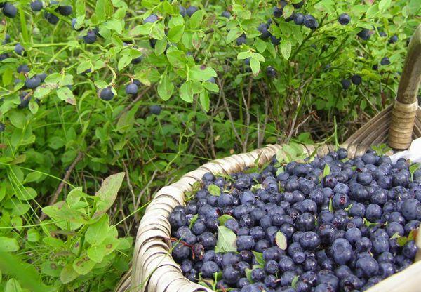 basket na may blueberry