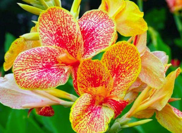 orquídea de cannes