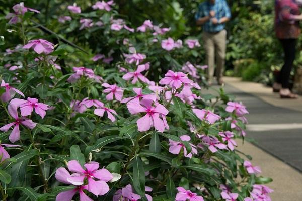 catharanthus a parkban