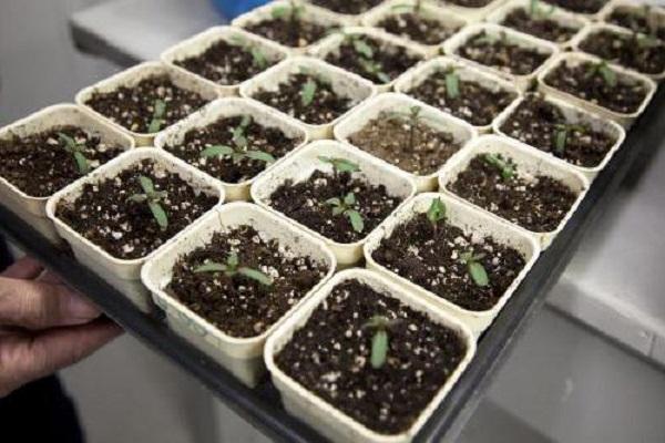 seedling from seed