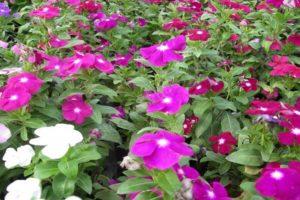 A catharanthus fajtáinak leírása, a szaporodás, a termesztés és a szabadtéri gondozás