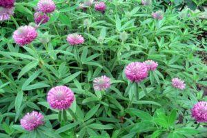 Planting and caring for clover, a description of the 25 best varieties and species