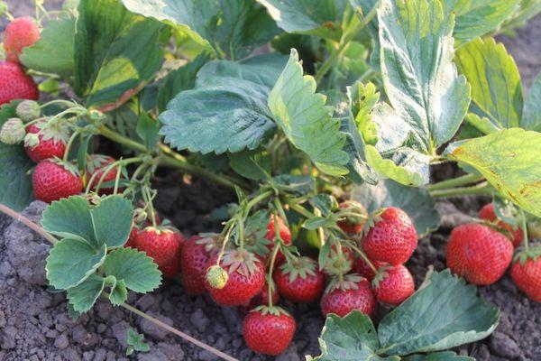 Erdbeeren anbauen