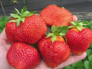 Eigenschaften und Beschreibung von Salsa-Erdbeeren, Pflanzen und Pflege