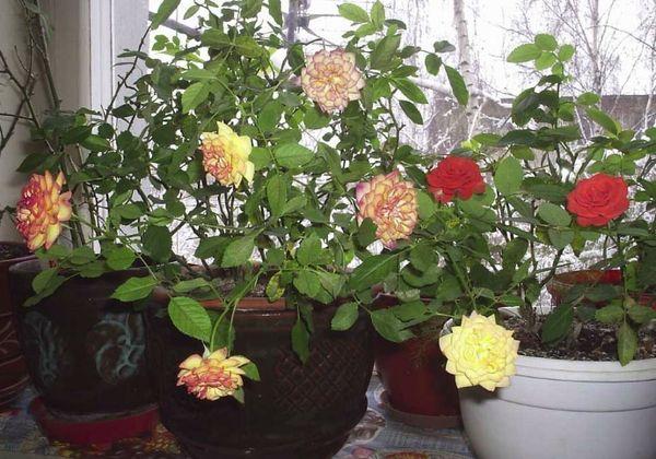 Rosen in Blumentöpfen