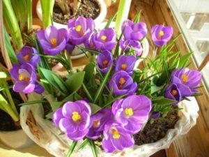Kaip auginti krokusus namuose, sodinti ir prižiūrėti vazonėlyje