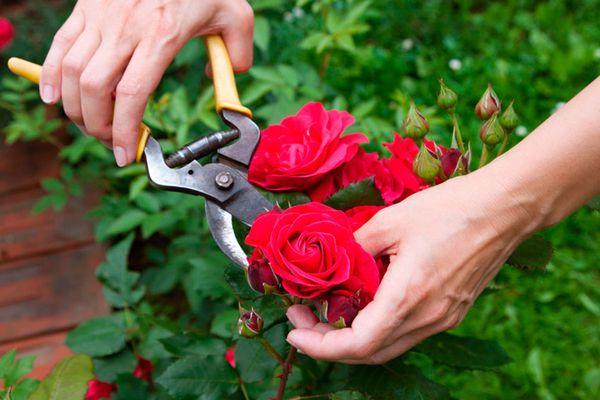 Rose pruning