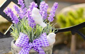 Useful properties and contraindications of lavender for the body, application features