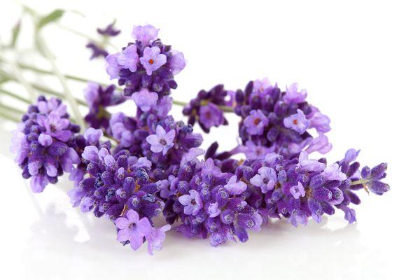 Zweig Lavendel