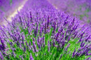 Lavendel buiten planten en verzorgen, snoeien en voorbereiden op de winter