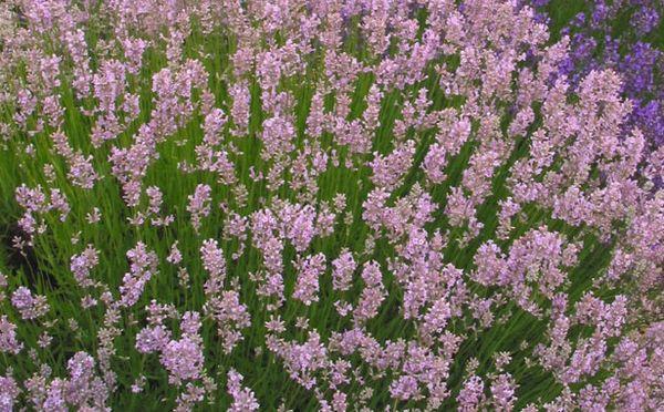 mga lilandian ng lavender