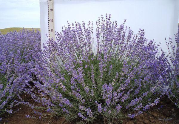 Ang lavender makitid-lebadura