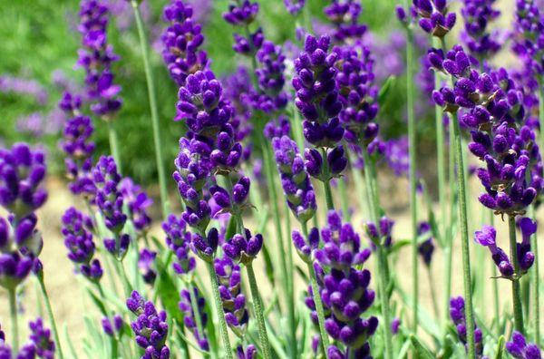 Ang lavender southerner